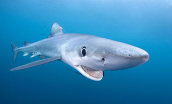 Blue Shark by Klaus Harter